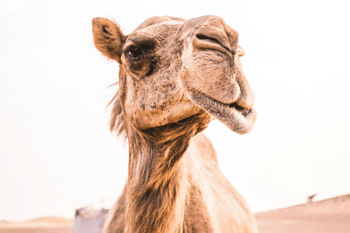 Desert Safari Dubai With Quad Bike Ride